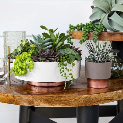 The HC Companies 8 Inch Round Plastic Succulent Capri Bowl 8"x8"x3" in Faux Concrete Color