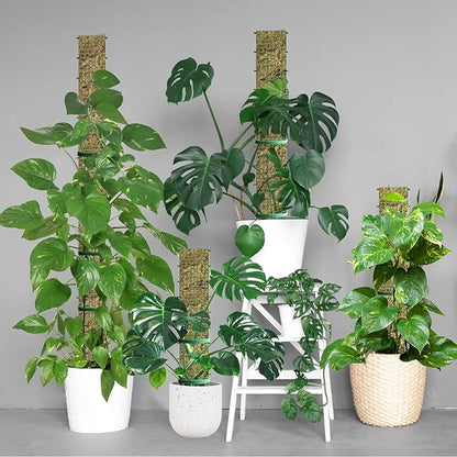 60" Metal Moss Pole, D Shape Sphagnum Moss Pole, Moss Poles for Climbing Plants, Monstera, Indoor Climbing Plants (4Pcs 60")