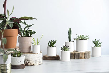 Planters: 12 Matte White Plastic Pots with Drainage Holes and Saucers