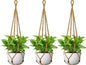 USLAI Macrame Plant Hanger Indoor Outdoor, Fits 4 to 15 Inch Pots, Strong Hanging Planter Holder, Boho Home Decor, 35 Inch, Brown, Set of 3 (POTS NOT Included)