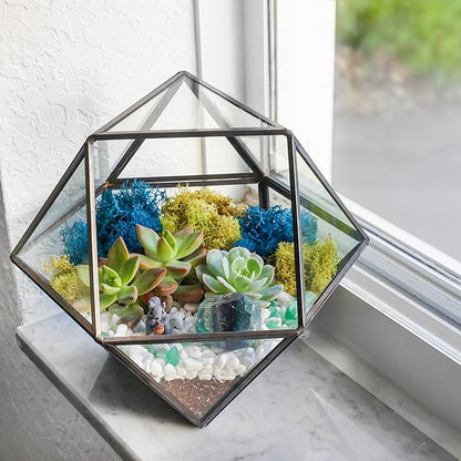 Terrarium Kit with 7-Inch Glass Dodecahedron Container, Moss and Tools