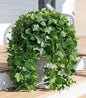 Faux Outdoor Plants Fake Hanging Plants for Outdoors Outside Decorations, 2 Pcs Green Fake Ivy Vines Realistic UV Resistant Artificial Greenery for Planters Porch Garden Yard Front Door Patio Indoor
