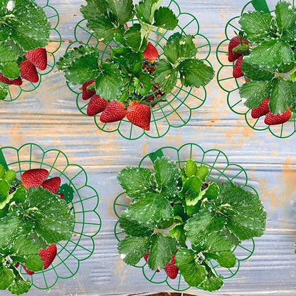 Iceyyyy 6 Pack Strawberry Plant Stand Supports-Strawberry Plant Support Stand Rack with 4 Support Feets-Growing Frame Holder Cage to Keep Berries Clean and Prevent Rot(6 Pack)