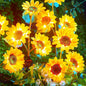 Brightown Outdoor Solar Garden Lights - 4 Pack LED Flower Lights with Larger Sunflowers, Bigger Solar Panel, Waterproof for Outside Yard Patio Garden Decorations