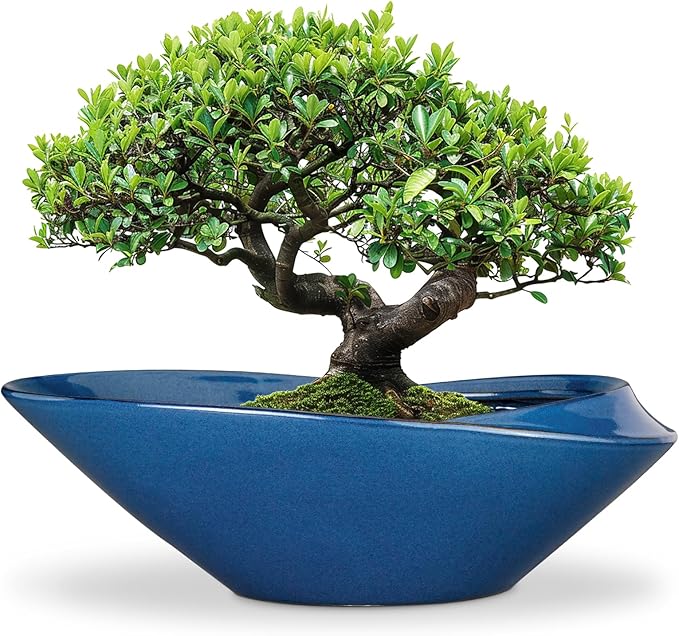 Blue Ceramic Bonsai Planter, 18 Inch Indoor Pot with Drainage Hole