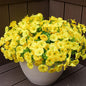 Artificial Flowers for Outdoors, UV Resistant Fake Silk Morning Glory, Realistic Faux Plants for Outside Porch Patio Window Box Hanging Planter (16, Yellow)