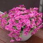 Artificial Flowers for Outdoors, UV Resistant Fake Silk Morning Glory, Realistic Faux Plants for Outside Porch Patio Window Box Hanging Planter (16, Fuchsia)