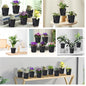 5 Inch Self-Watering Pots, 5 Pack