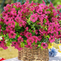 Artificial Flowers for Outdoor, UV Resistant Fake Silk Flowers, Realistic Faux Plants for Outside Indoor Porch Patio Window Box Planter Home Decor (14, Rosy)