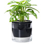 D'vine Dev 6 Inch Design Self Watering Planter for Indoor Plants, Black Terracotta Pot with Cylinder Glass Cup, 37-X-B-3