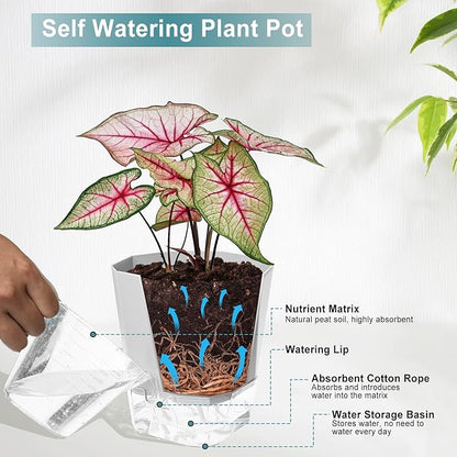 3 Pack Self Watering Flower Pots 6.5 Inch, Plant Pots for Indoor Outdoor, Self Watering Planters with Wick Rope and Clear Reservoir