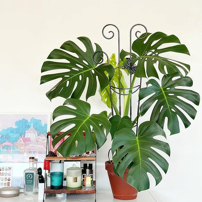 Coomin 32.6in Monstera Plant Support for Indoor Plants, 2P Trellis for Climbing Plants Indoor, Plant Climber Stakes for Potted Plants