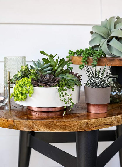 The HC Companies 6 Inch Round Plastic Succulent Capri Bowl Decorative Indoor Flower Succulent Planter Pot with Drain Plug Hole, Artisan Taupe with Copper Bottom Color (2 Pack)