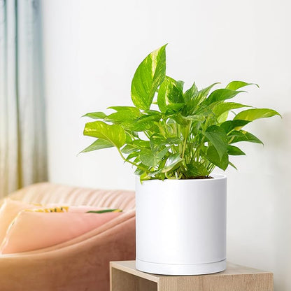 Planters 4 Pack 6.5 Inch Matte White Plastic Pots with Saucers
