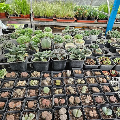 60 Pcs Nursery Pots 2.7 Inch, Plastic Seed Starting Pot with Drainage Holes, Sturdy Seedling pots for Planting, Cuttings (Black)
