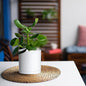 Planter Pots Set of 4, 5 Inch White Matte Plastic with Saucers