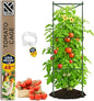Tomato Cage - Large Trellis Stakes and Plant Support Structures for Vegetables and Climbing Plants - Tall Tomato Cages for Garden, Pots, Raised Garden Bed Outdoor Supplies (1 Pack - Up to 48")