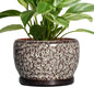 SQOWL Ceramic Planter - 8 inch Plant Pot Indoor with Drainage Hole and Plant Saucer, Round Ceramic Flower Pots Outdoor, Decorative Modern Planter, Office Kitchen Decor, Gifts for Women Men, White