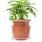 D'vine Dev 6 Inch Design Self Watering Pot for Indoor Plants, Terracotta Planter with Cylinder Glass Cup, 37-X-B-1