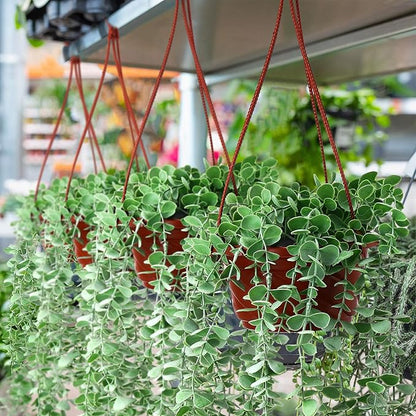 Tioncy 50 Pcs Plastic Hanging Planter Round Hanging Pot for Plants Containers with Hook Flower Plant Pots Holders for Outdoor Indoor Plant Balcony Garden Decor(Coffee)
