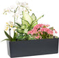 GardenBasix Elongated Self Watering Planter Pots Window Box 5.5 x 16 inch Indoor Home Garden Modern Decorative Planter Pot for All House Plants Flowers Herbs (Dark Grey,1-Pack)