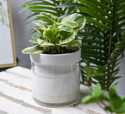 Phoenix Vine 6 Inch Self Watering Planter, White Terracotta Clay Pot with Glass Reservoir for Indoor Plants, Herbs, Flowers, Set of 2, 52-B-F-2