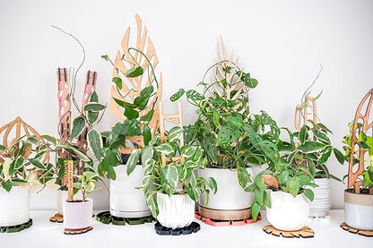Treleaf Zella Regular Starter Kit – Wooden Extendable Plant Trellis for Indoor Climbing Houseplants – Modular Plant Support with 2 Bases + 2 Extensions - Moss Pole Alternative