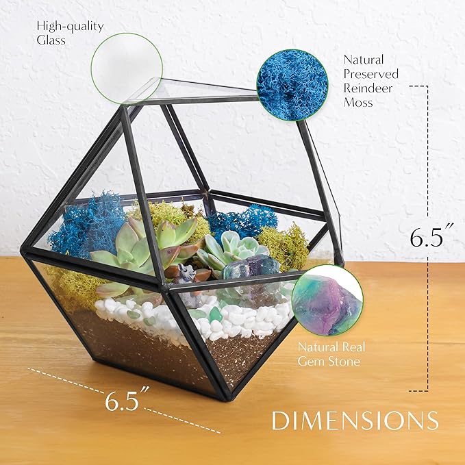Terrarium Kit with 7-Inch Glass Dodecahedron Container, Moss and Tools