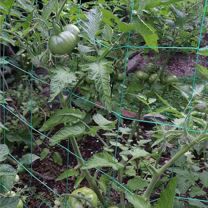 Trellis Netting for Climbing Plants - Heavy Duty Garden Trellis Netting for Cucumber, Vine, Fruits & Vegetables Tomato Plants Trellis Net, Climbing Vining Plants (2-Pack 24.6' x 6.6'Ft)