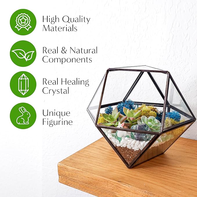 Terrarium Kit with 7-Inch Glass Dodecahedron Container, Moss and Tools