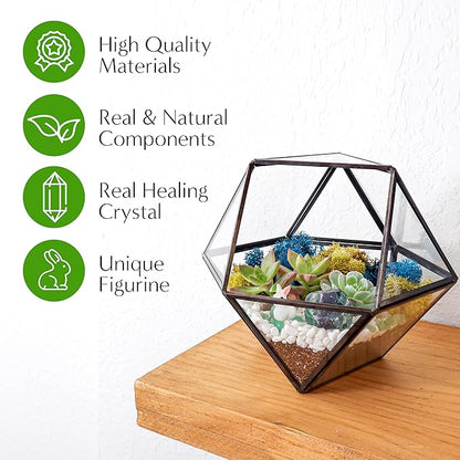 Terrarium Kit with 7-Inch Glass Dodecahedron Container, Moss and Tools