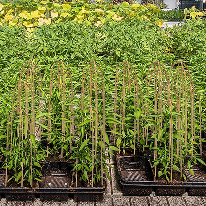 Coloch 20 Pack Bamboo U Trellis Support, 16 Inch U Loop Plant Stake Arch Garden Trellis for Potted Plants, Climbing Flowers and Vines, Ivy, Outdoor Planting