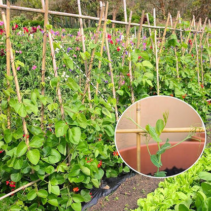 Plant Stakes,4.8FT Longer Sturdy Natural Bamboo Garden Stakes,GAGINANG 20Pcs Bamboo Sticks Trellis Support for Tomato, Vegetables Beans Trees Climbing Plants