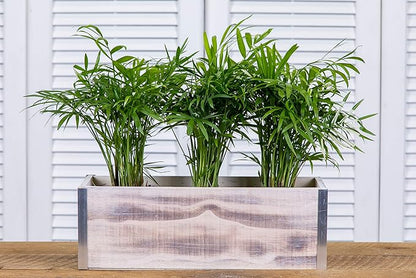 Wood Planter Box with Tin Style, 12x4 Inch Rectangular, Whitewash, Plastic Liner, Garden Centerpiece Display, Wedding Flowers Holder, Home and Venue Decor (12x4 w/ Tin Set of 4, Whitewash)