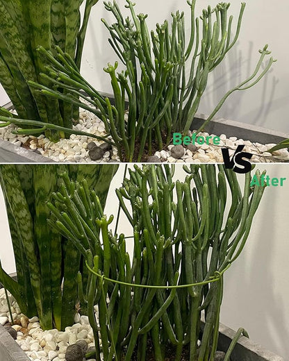 3 Pack Plant Support Stakes, Adjustable Plant Ring Cages with Green Rubber Wrapping, Ideal for Orchids, Indoor and Outdoor Potted Plants, 10" Wide x 17" High