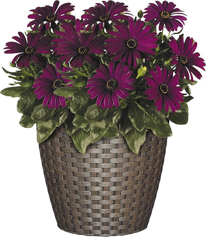 Classic Home & Garden Nantucket 8" Planter, Russet