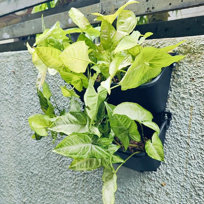 Maxona Black Color Vertical Garden Planter - 2 Pack, 13 inch Wall Mounted Planter for Patio Outdoor Decor, Home Plastic Pot Balcony Plant Vegetable Fruit Herb Hanging Pocket Holder Flowerpot