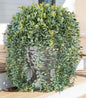 Faux Outdoor Plants Fake Hanging Plants for Outdoors Outside Decorations, 2 Pcs White Faux Eucalyptus Vines Realistic UV Resistant Artificial Greenery for Planters Porch Garden Yard Front Door Patio