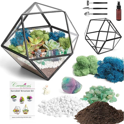 Terrarium Kit with 7-Inch Glass Dodecahedron Container, Moss and Tools