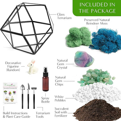 Terrarium Kit with 7-Inch Glass Dodecahedron Container, Moss and Tools