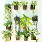 LaLaGreen Indoor Planter Box for Plants (4x4 Inch, 12 Pack) Small Square Wooden Wall Mounted Planters Wood Window Boxes Hanging Flower Pot Plant Holder Outdoor Herb Modern Vertical Garden Home Decor